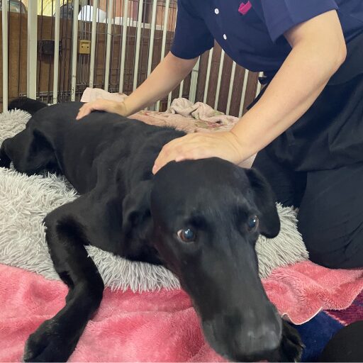 手技でマッサージをする様子